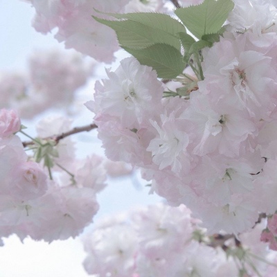 西林福瑞交流群